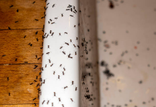 Best Insect Control  in Hauula, HI
