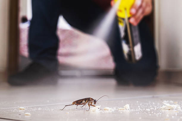 Wasp Removal Services in Hauula, HI