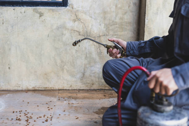 Best Pest Control for Homes  in Hauula, HI
